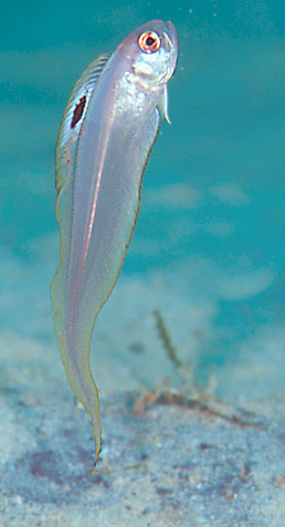 Acanthocepola limbata